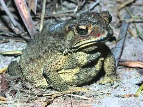 Cho cóc ăn có ý nghĩa gì trong tâm linh và phong thủy?