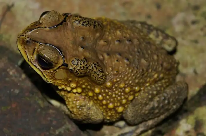 Cóc vàng vào nhà là điềm gì theo phong thủy