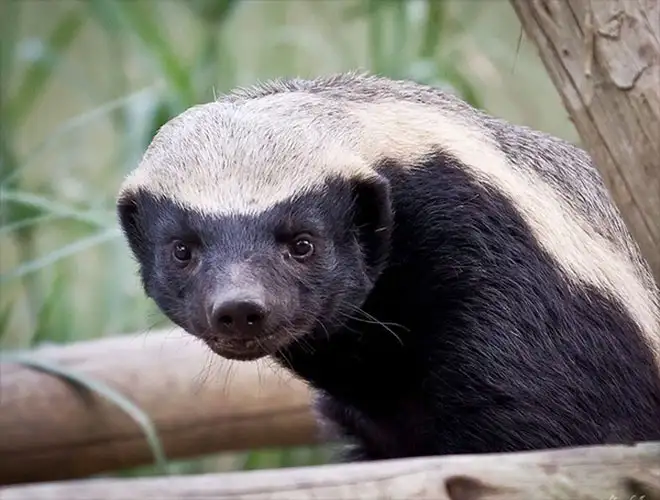 Lửng mật – động vật nhỏ bé nhưng cực kỳ gan dạ