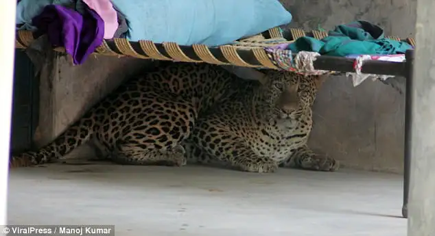 Ý nghĩa tâm linh khi báo vào nhà theo phong thủy