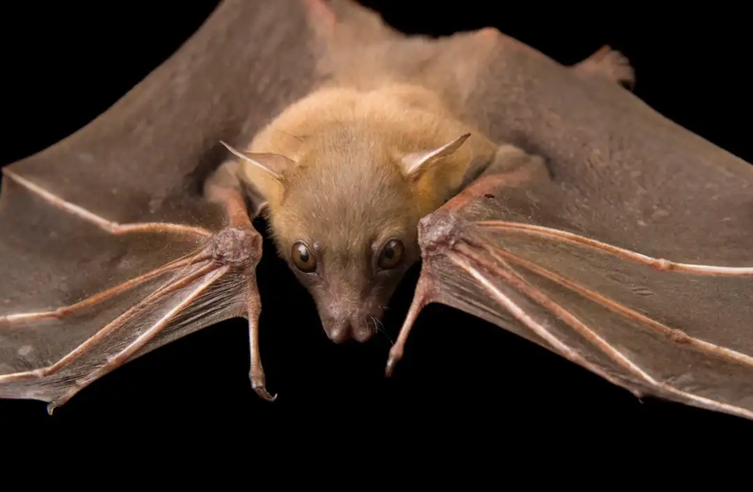 Phong thủy dơi bay vào nhà mang ý nghĩa gì?